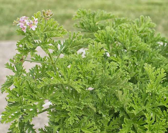Where Can I Buy Citronella Plants idioticfashion